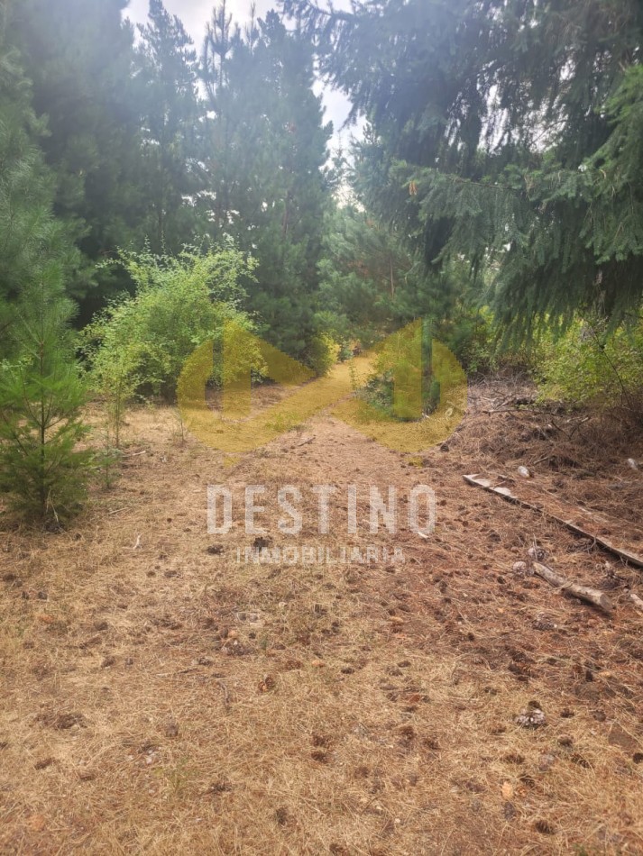 Venta de 2 Hectareas con Bosque - El Pedregoso, El Hoyo!