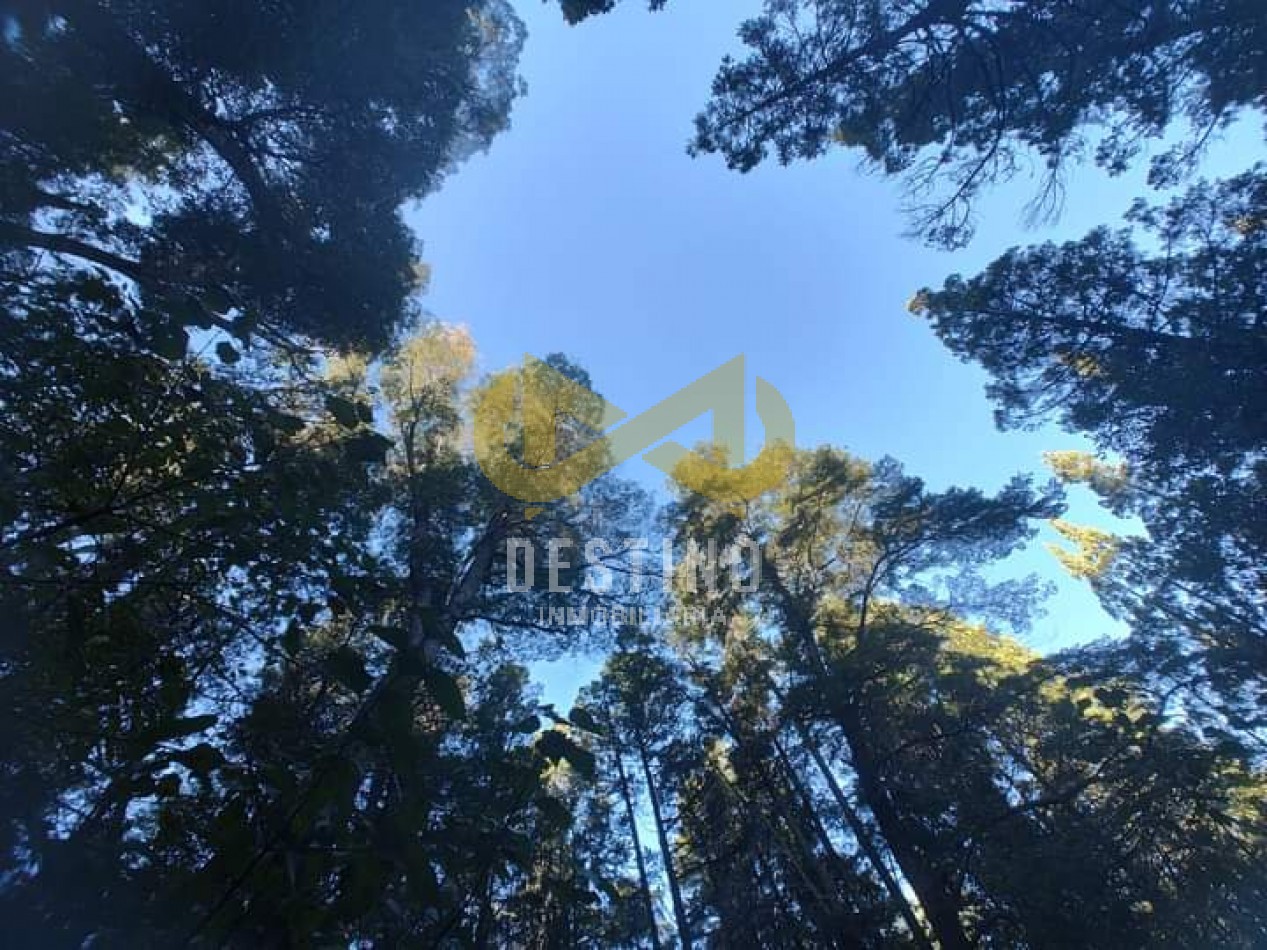 43 HECTAREAS DE BOSQUE NATIVO - CAMINO A EL MAITEN!