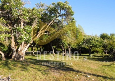 19.5 HECTAREAS EN EL PEDREGOSO!