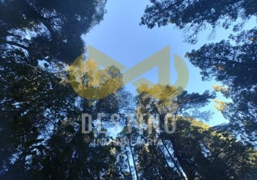 43 HECTAREAS DE BOSQUE NATIVO - CAMINO A EL MAITEN!
